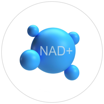 NAD+ Molecule